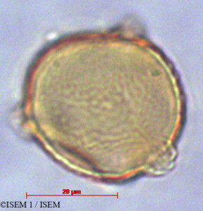 ISEM 1/Polylepis_reticulata_29129/Polylepis_reticulata_29129_0001(copy)_thumb.jpg